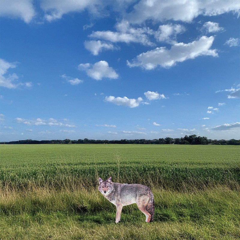 Two-Dimensional Coyote Decoy - Goose Repellent