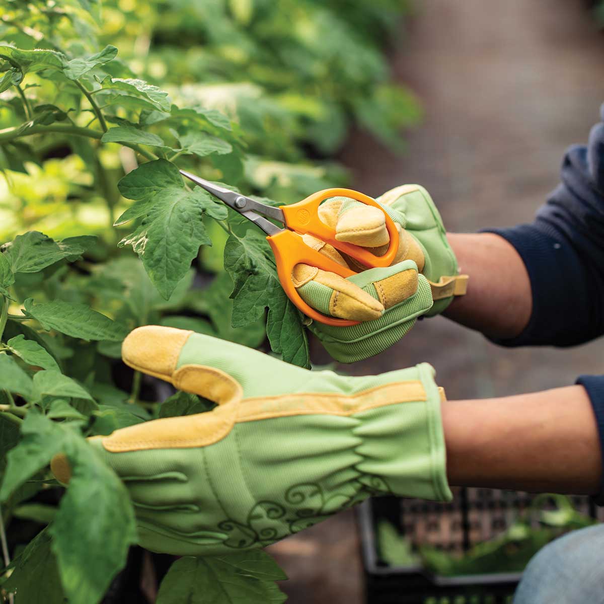 ARS Grape Scissors| 5 Pack