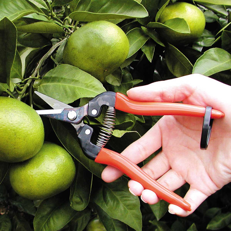 ARS 300L Needlenose Fruit Snips| 5 Pack