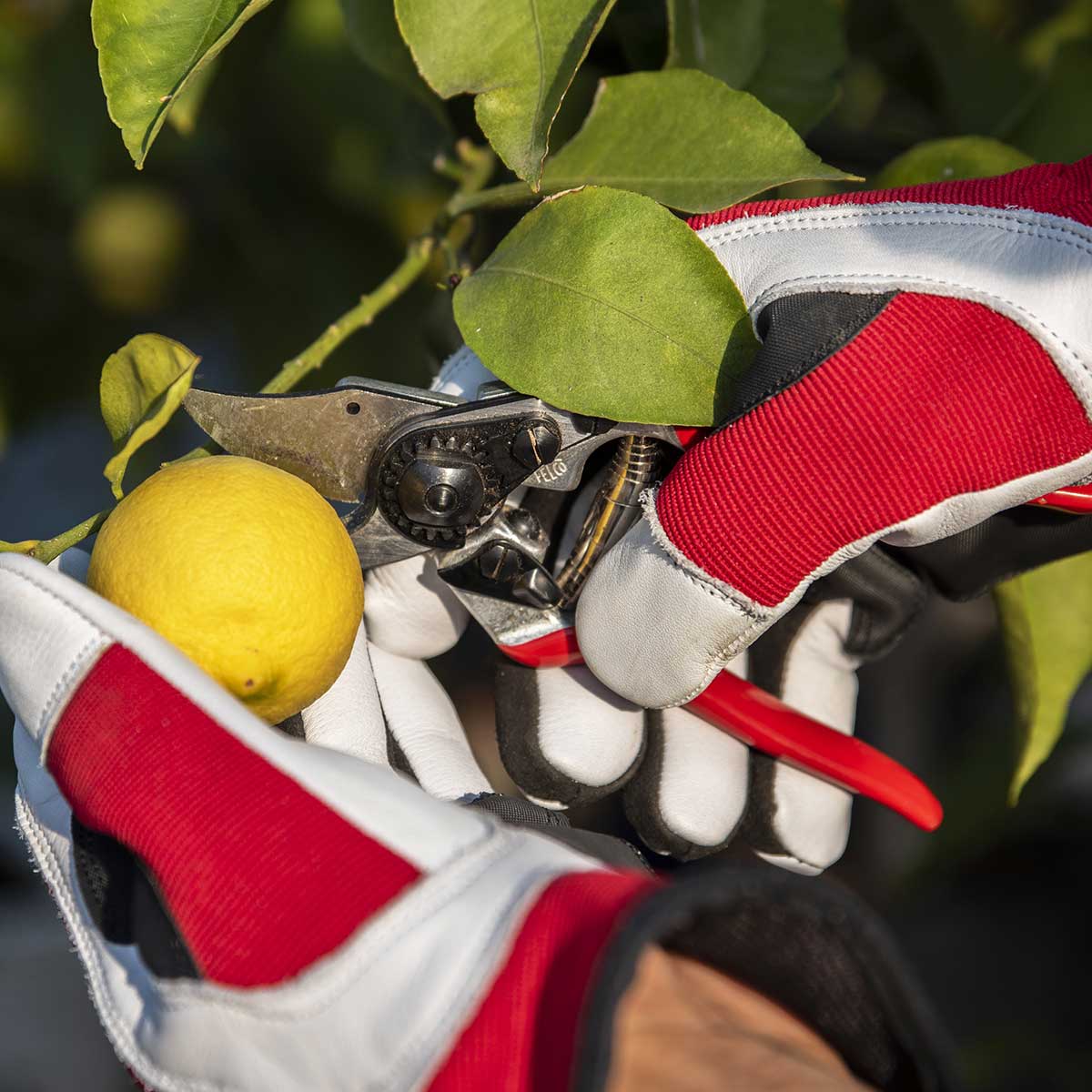 FELCO 14 Ergonomic, Small Hand Pruner