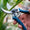 Gemplers Low-Cost Bypass Pruner | 5 pack
