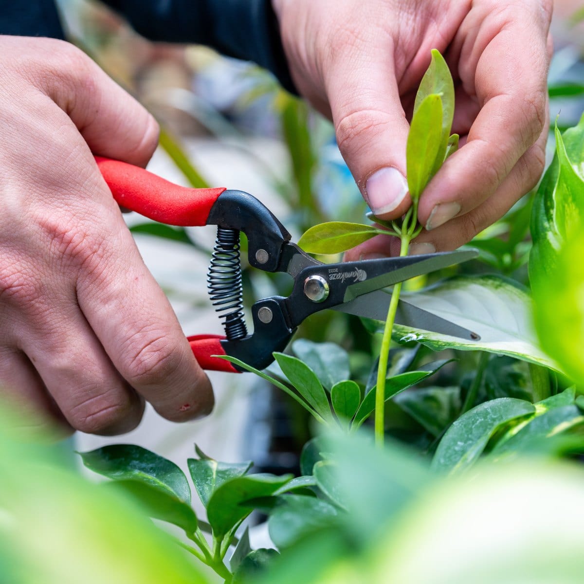 Gemplers Needlenose Fruit Pruner