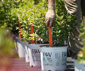 Plant marking stakes