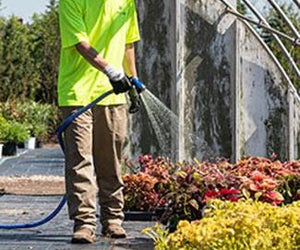 Greenhouse worker watering plants