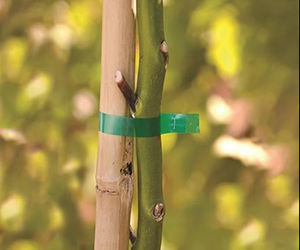 Stem tied to bamboo stake