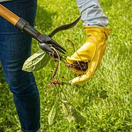 Basic Weed Identification Guidelines and Management