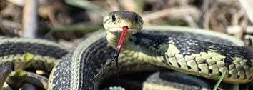 Snake Control