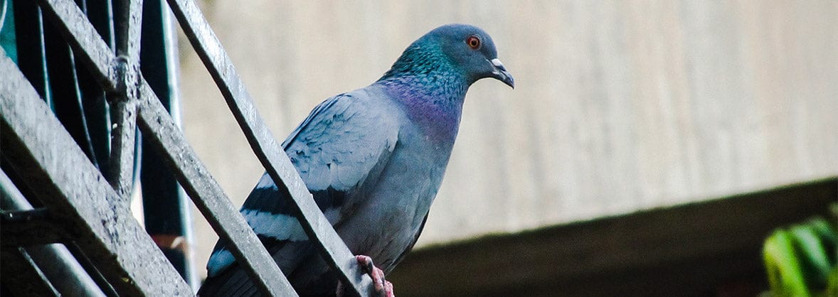 Bird Control