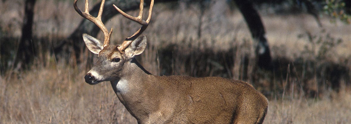 Deer Control