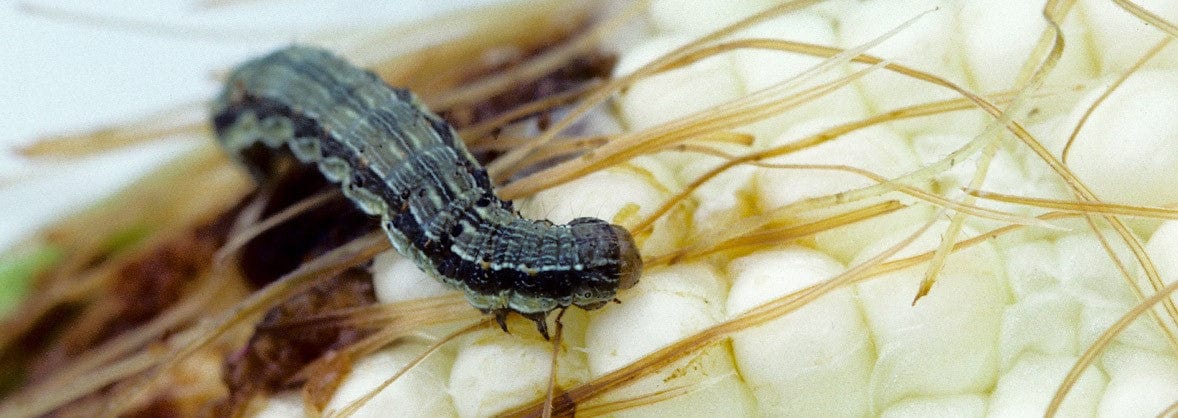 Insect Control
