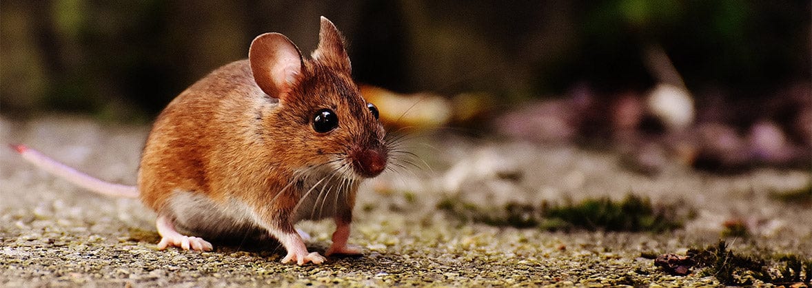 Rodent Control