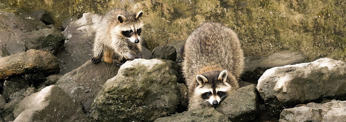 Small Animal Control