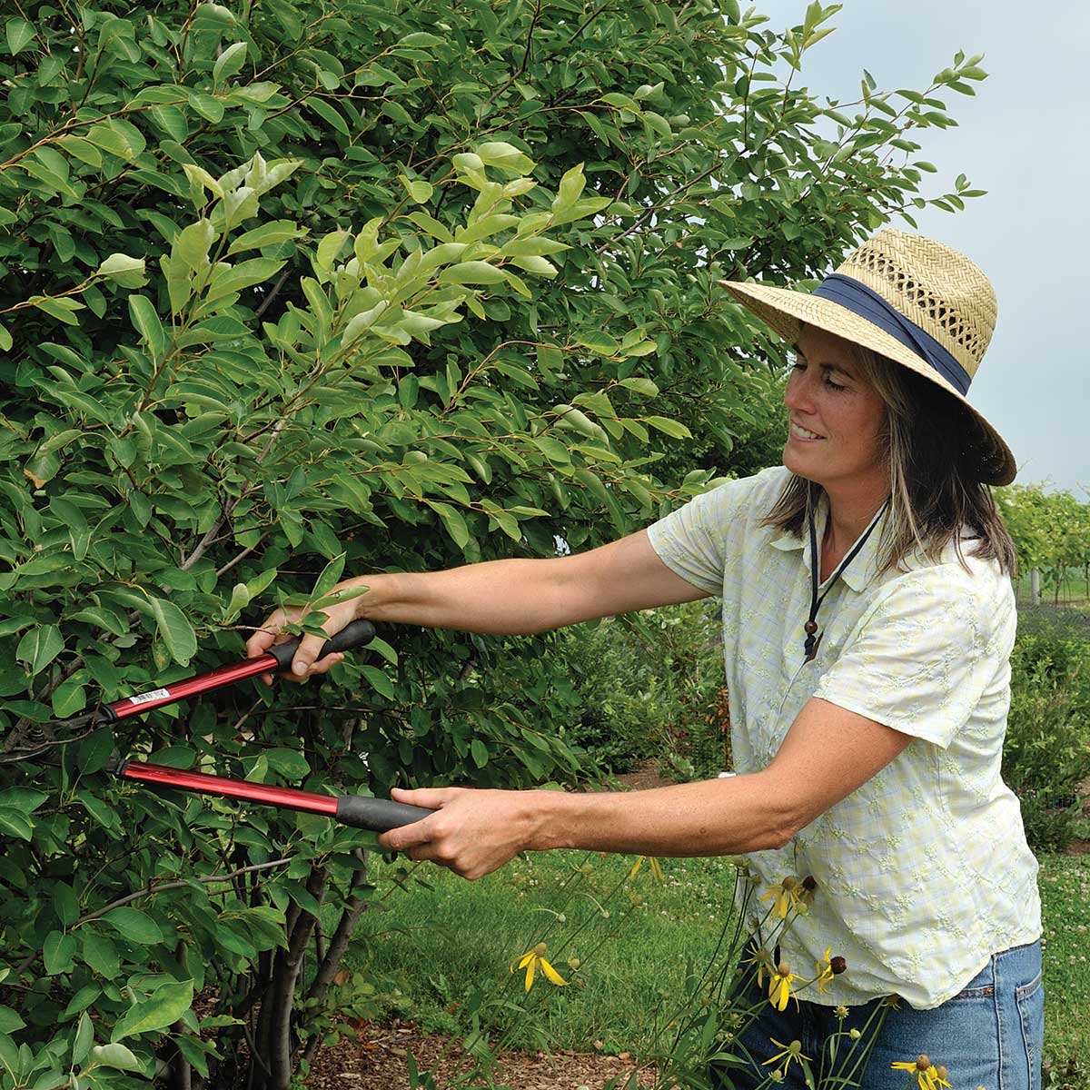 Rush Straw Safari Hat In Use+++Rush Straw Safari Hat In Use