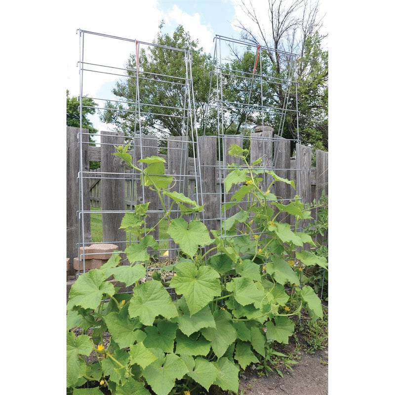 Trellis System for Climbing Plants