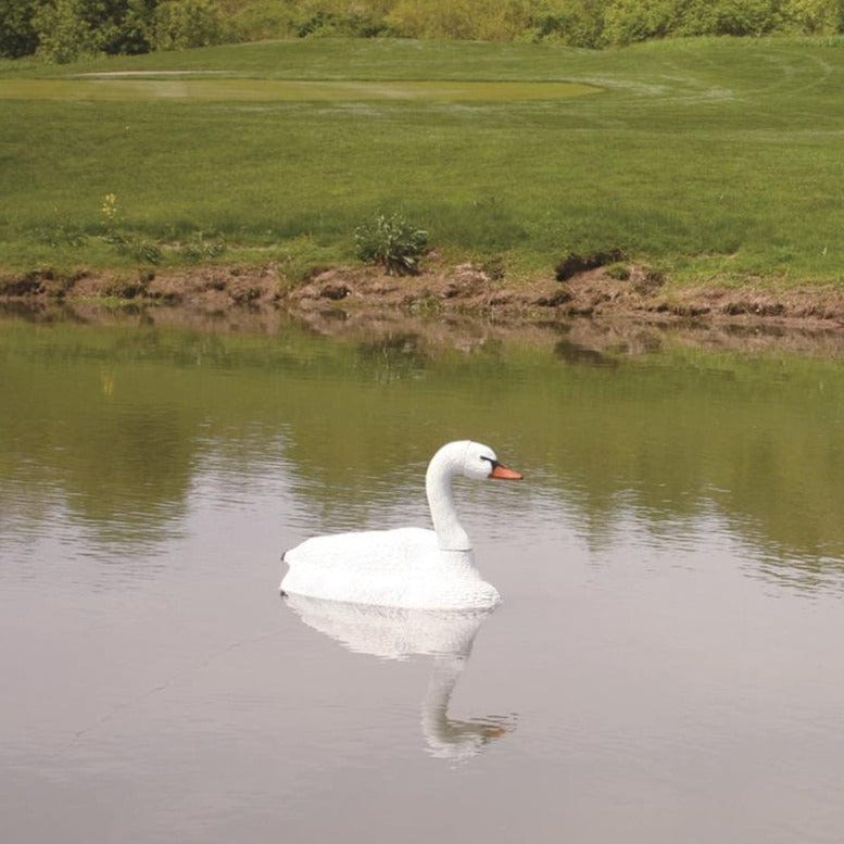 Mute Swan Decoy