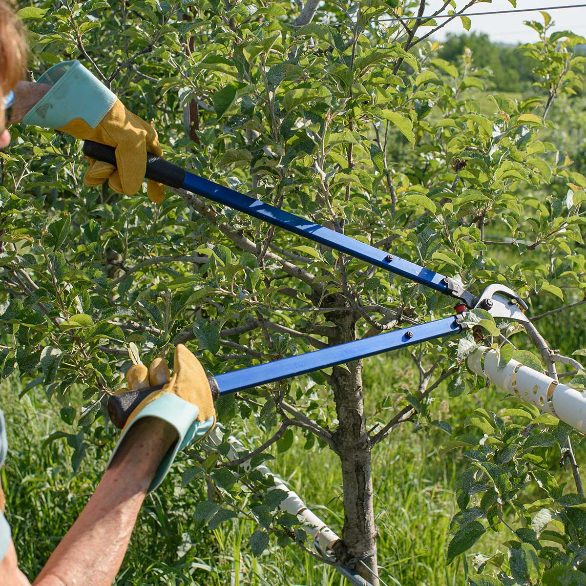 Hickok Bypass Loppers In Use+++Hickok Bypass Loppers In Use