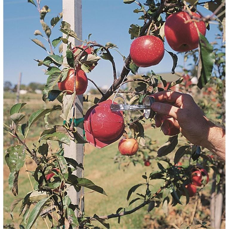 12"L Galvanized Wire Hanger shown in orchard holding a trap while someone applies sticky coating