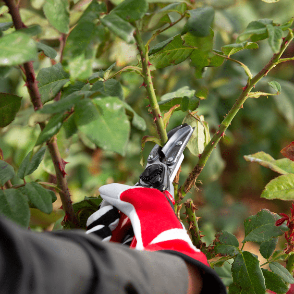 FELCO 100 Cut-and-Hold Pruning Shears