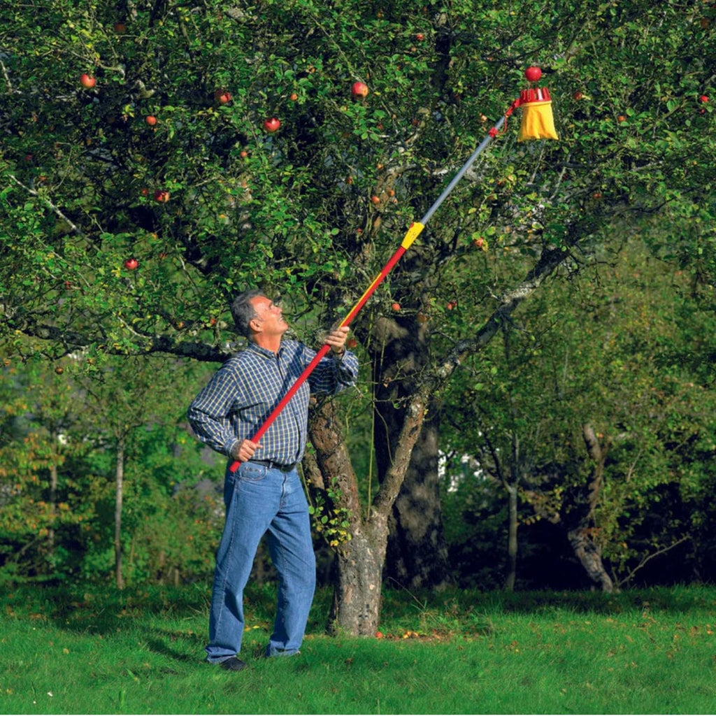 Person using a aluminum telescoping handle to pick apples from a large tree.