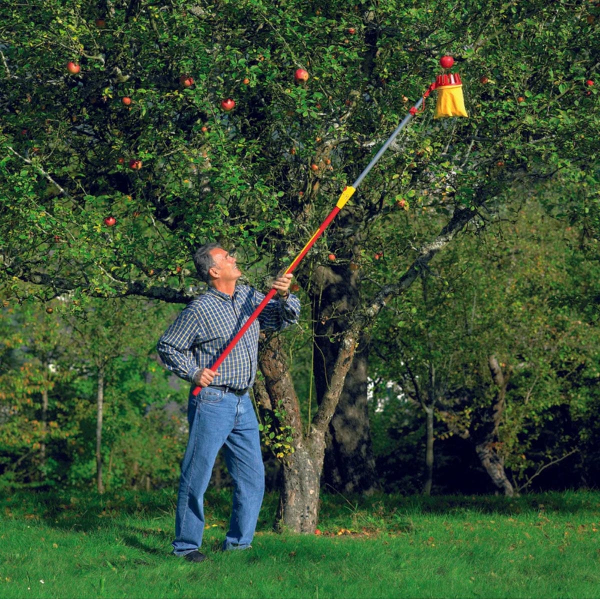 Person using a aluminum telescoping handle to pick apples from a large tree.