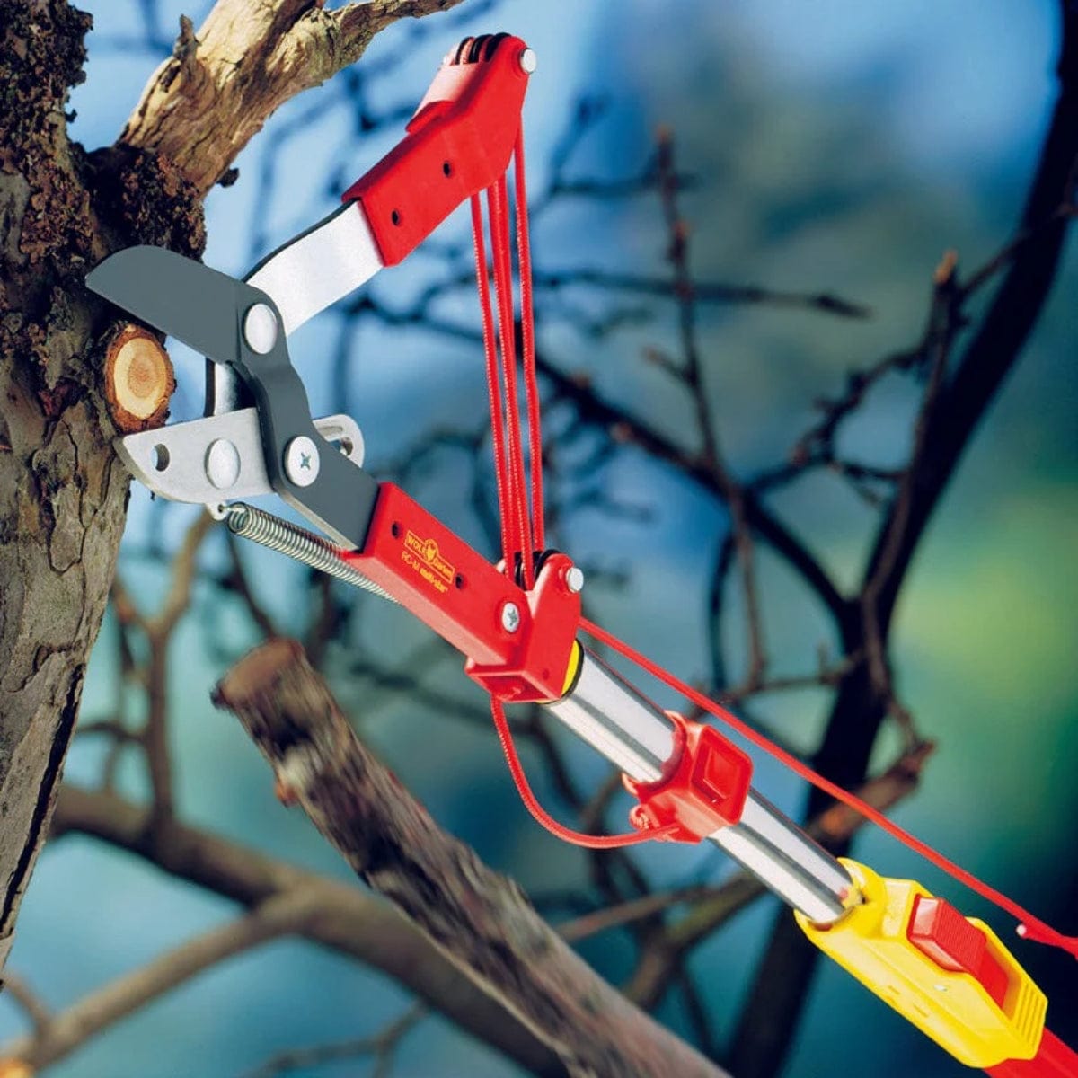 Extension tree lopper head cutting through a tree branch