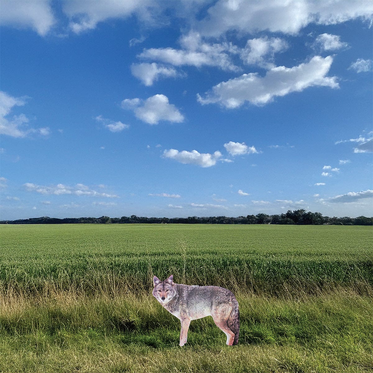 Two-Dimensional Coyote Decoy - Goose Repellent