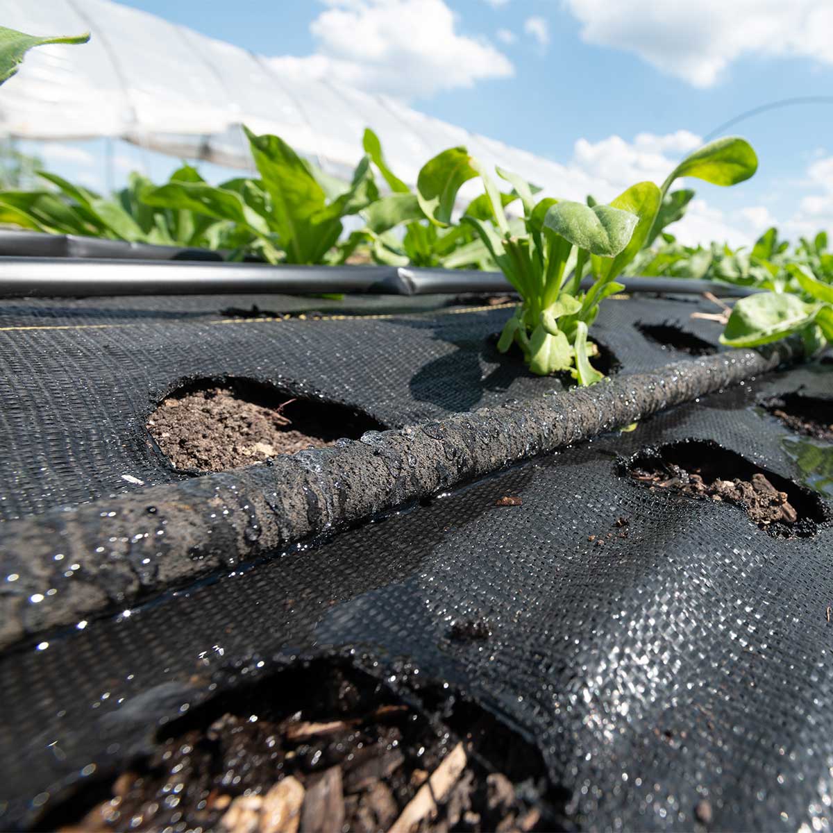 Dramm ColorStorm Premium Soaker Hose