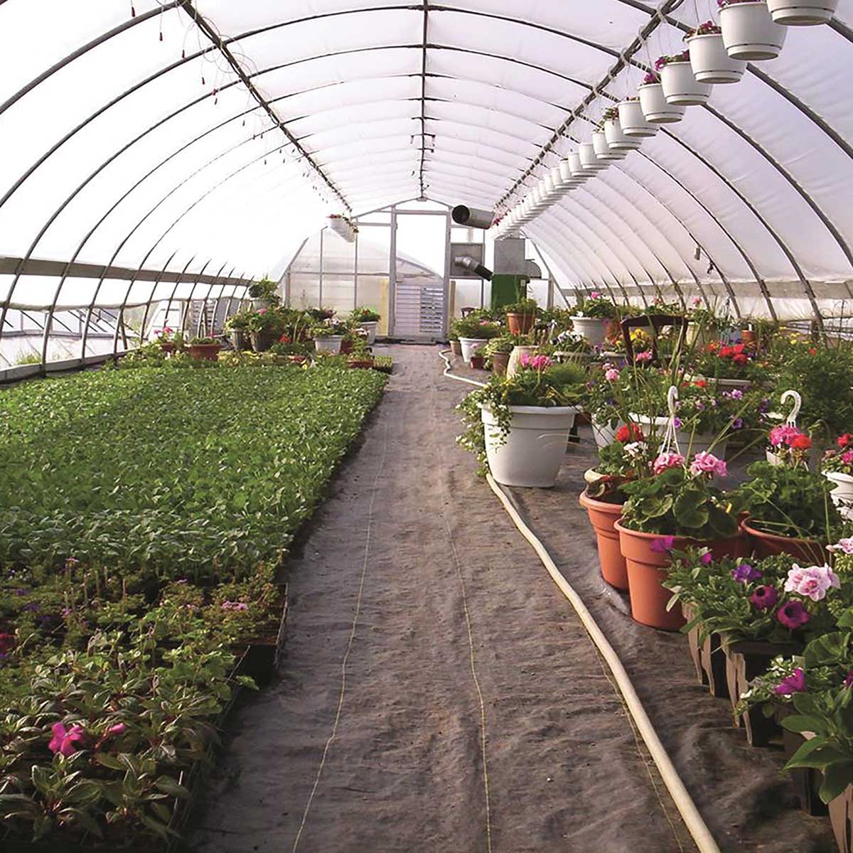 Clear Greenhouse Film