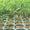 Tenax TR Turf Reinforcement 6.7' X 100'