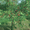 TENAX Ortoflex Bird Netting