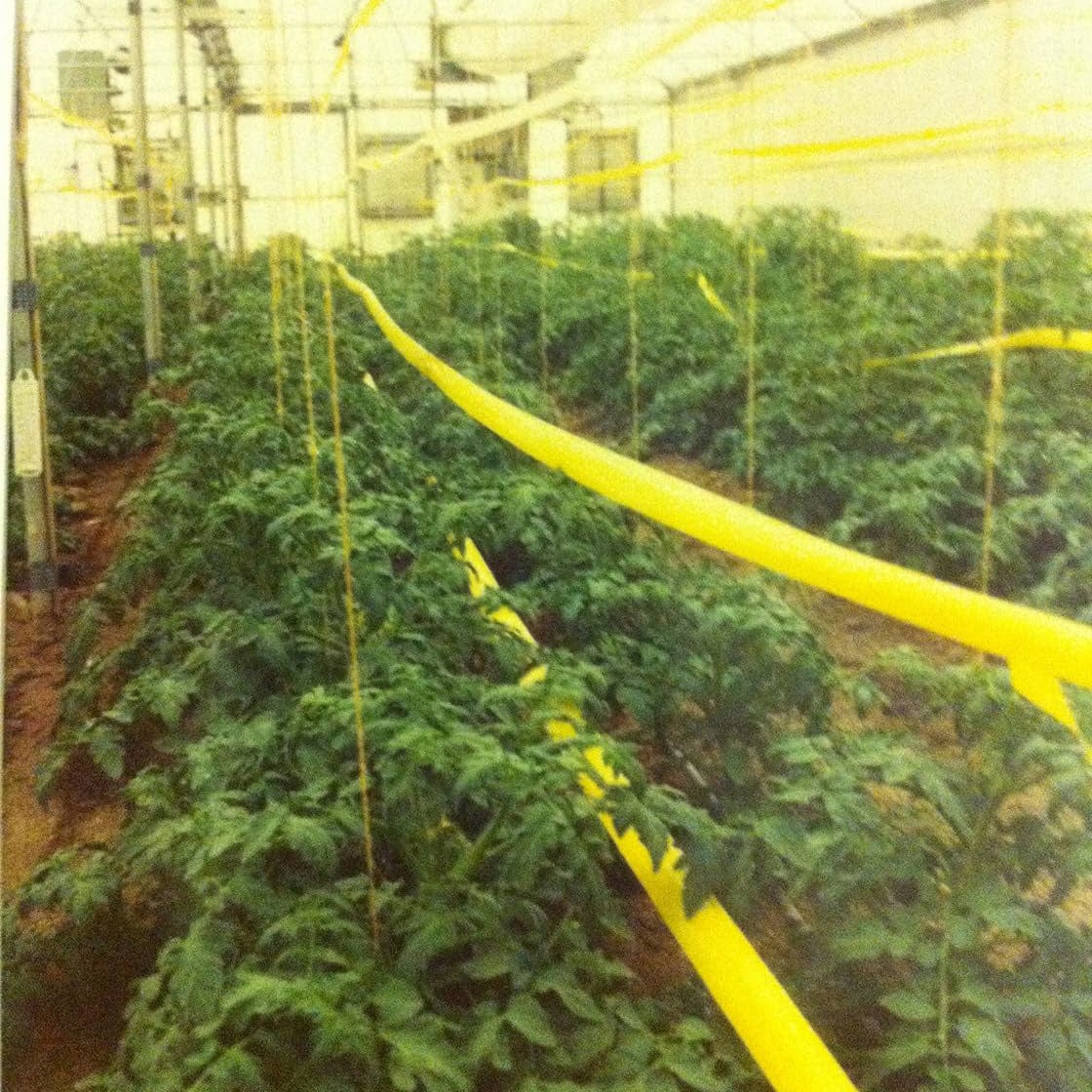 Insect Sticky Tape In Use+++Insect Sticky Tape In Use