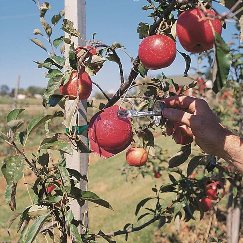 Apple Maggot Fly Disposable Red Sphere Trap Kit