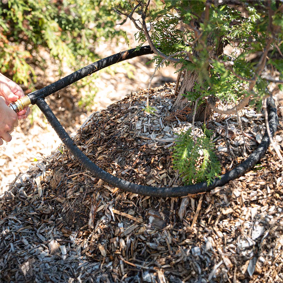 Soaker hose ring being placed around a tree.
