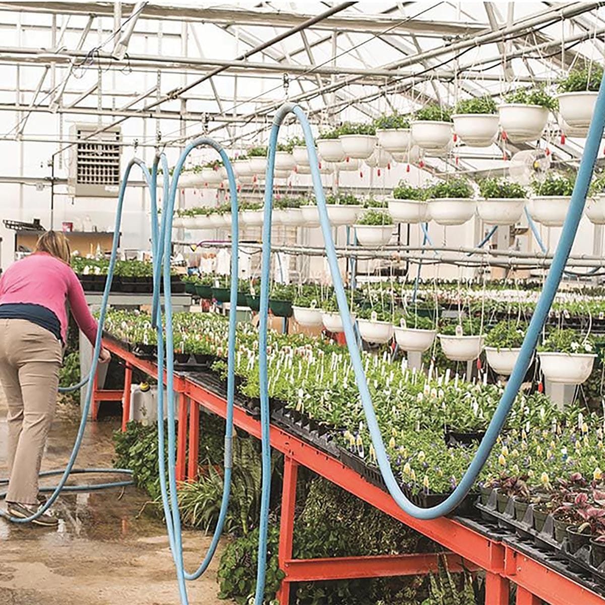 Professional greenhouse using an irrigation system to water in their greenhouse. Hose hangs for easy storage and reach.
