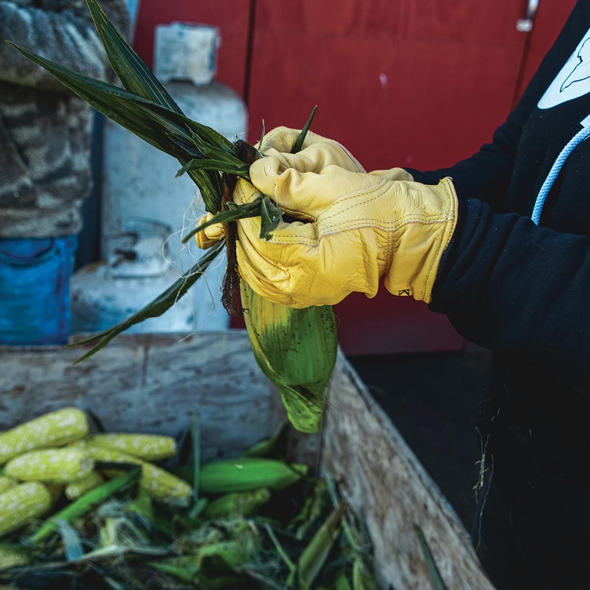 Person wearing Kinco 98 gloves and shucking corn