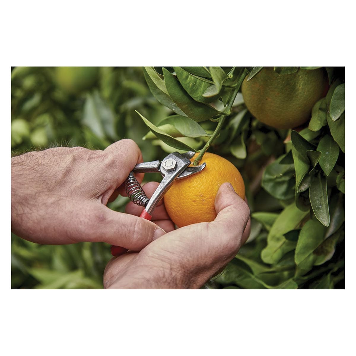 Corona AG 5060 Orange Shears, Bypass