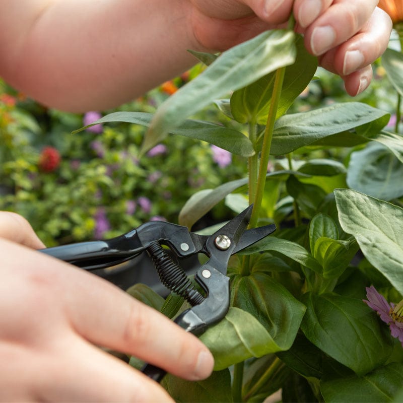 Gemplers Curved-Blade Fruit Pruner