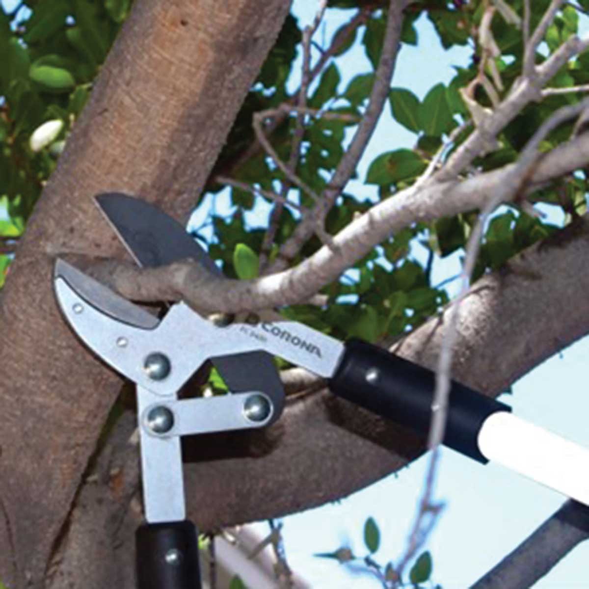 Corona 32 in. Anvil Lopper, 1.5 in. Cut Capacity