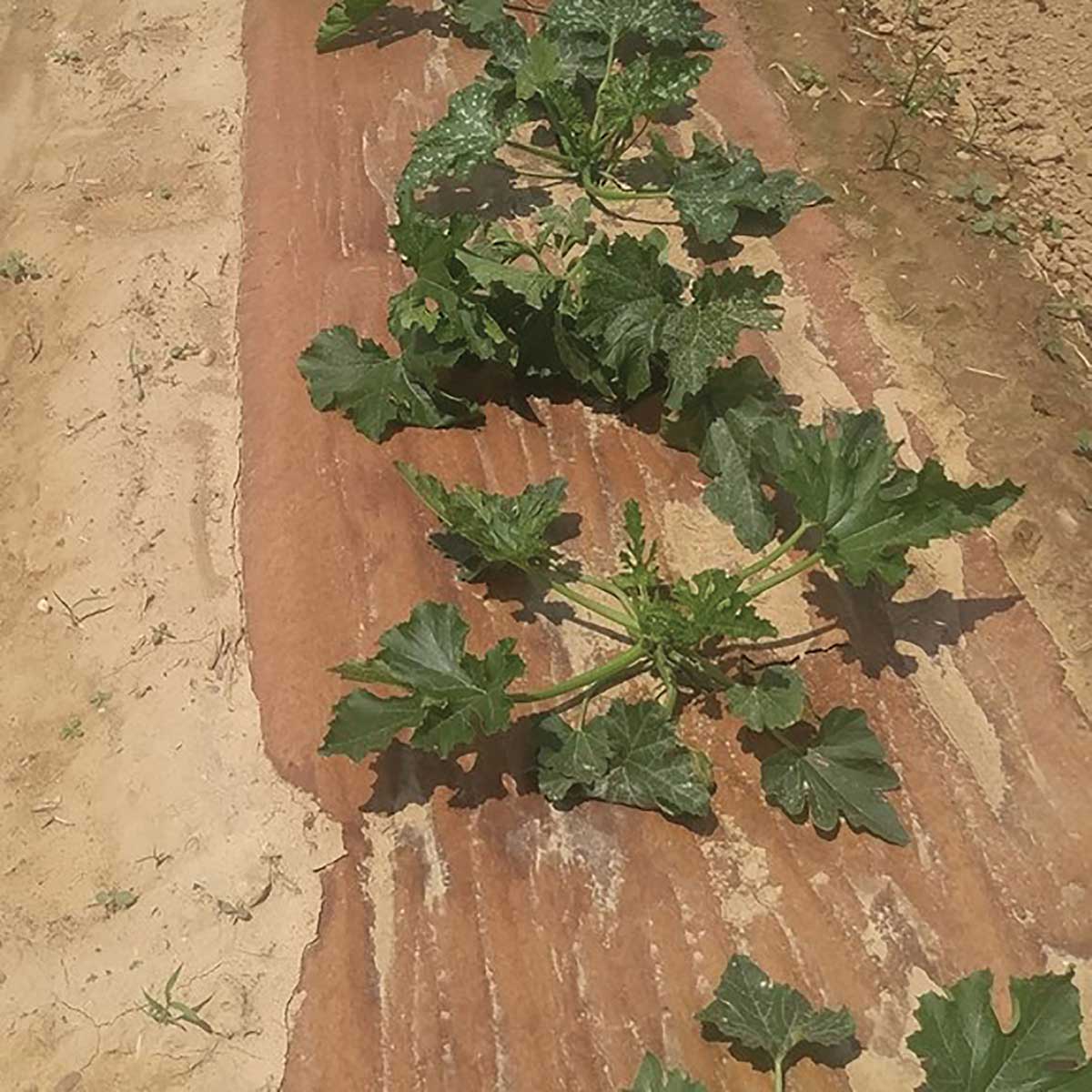 EcoMulch Organic Paper Weed Barrier