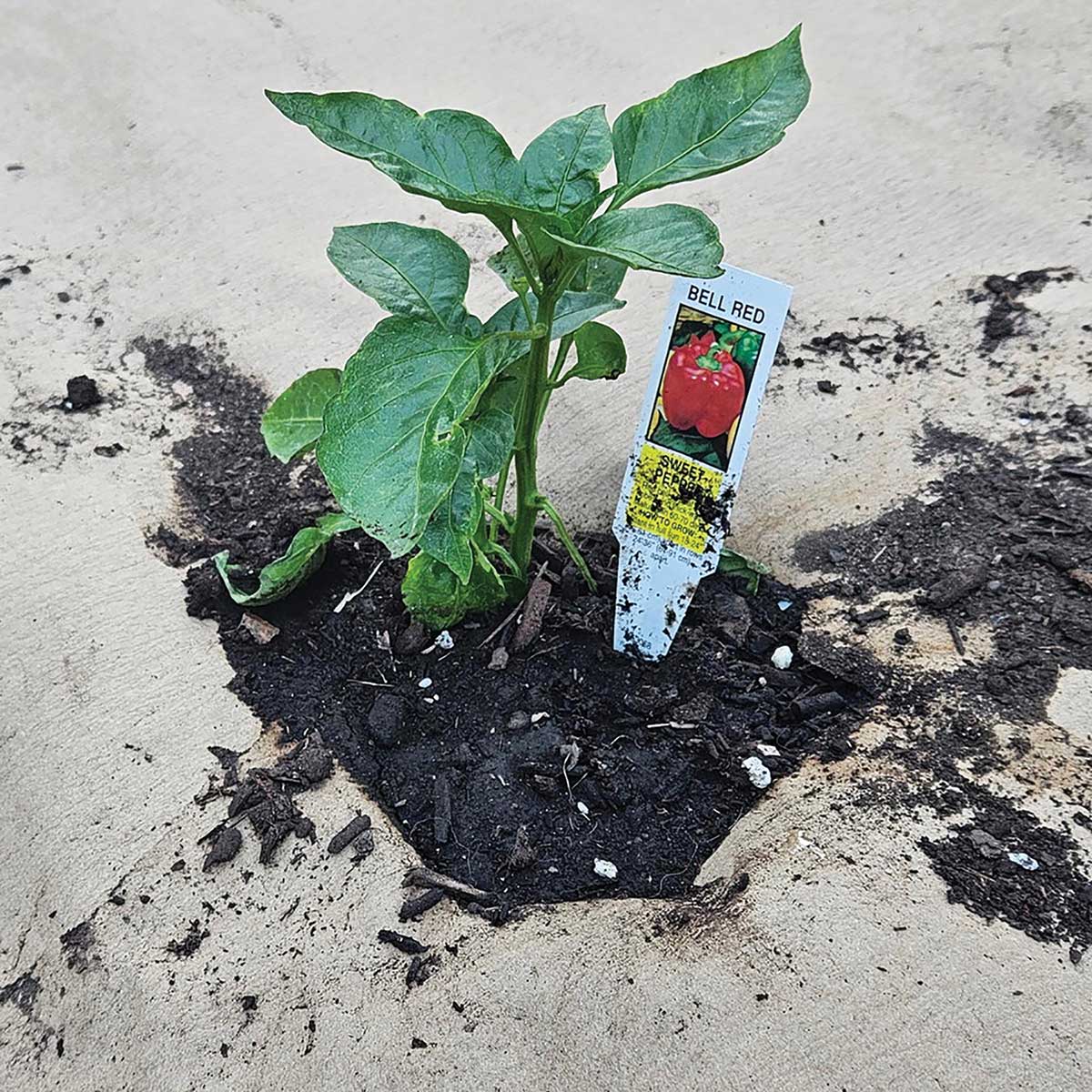 EcoMulch Organic Paper Weed Barrier