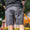 Kujo Yard Shorts