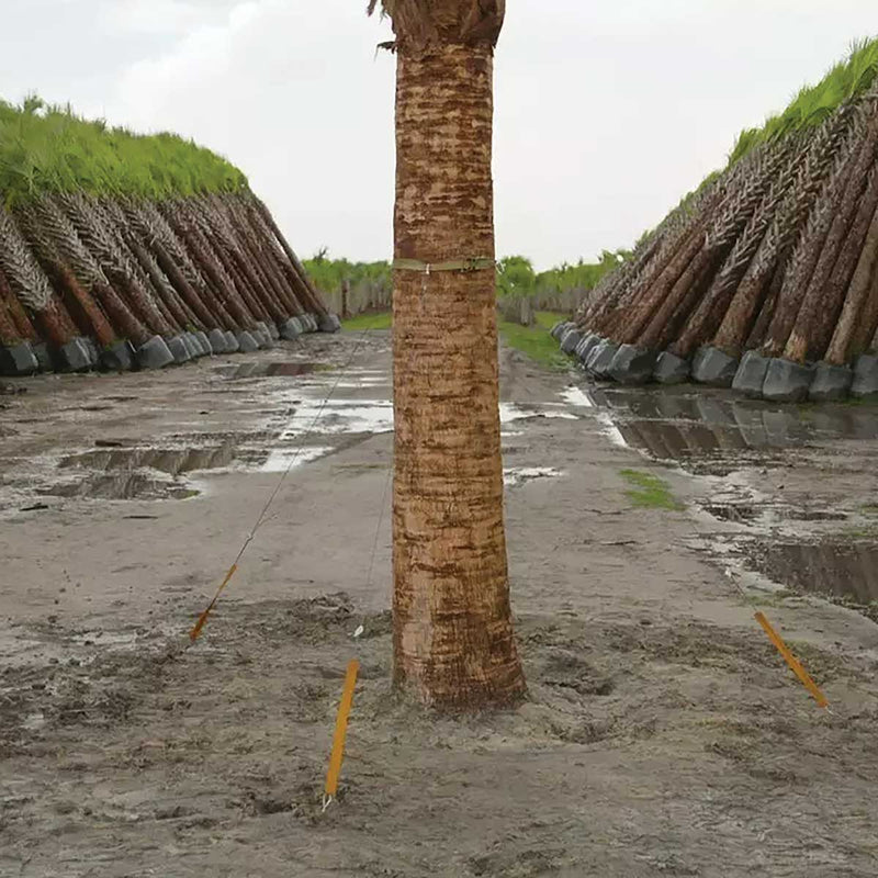 Gripple Palm Tree Anchoring Kit
