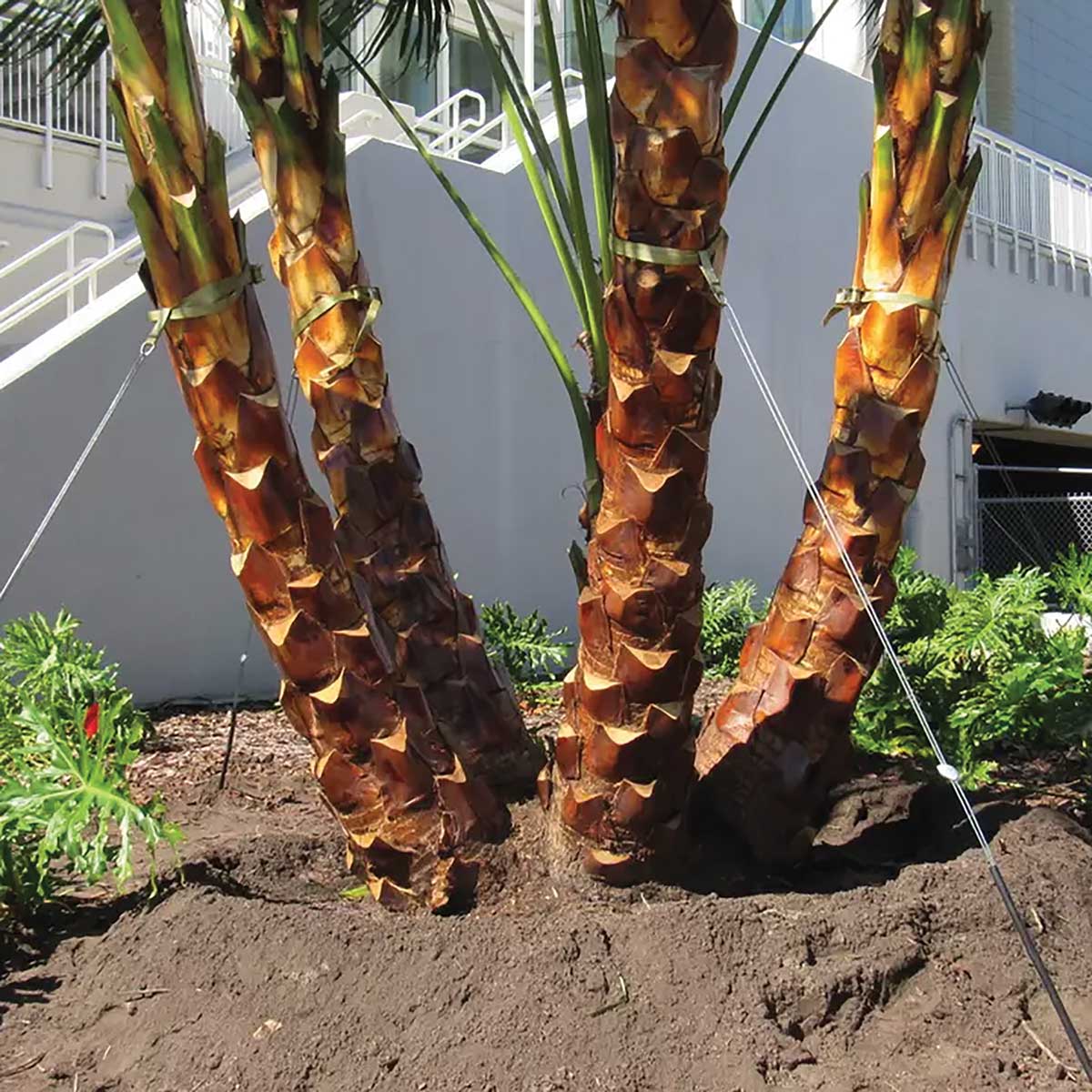 Gripple Palm Tree Anchoring Kit