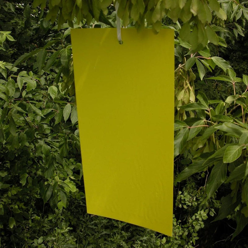 Yellow Card Sticky Traps, 6" x 12", PK 50