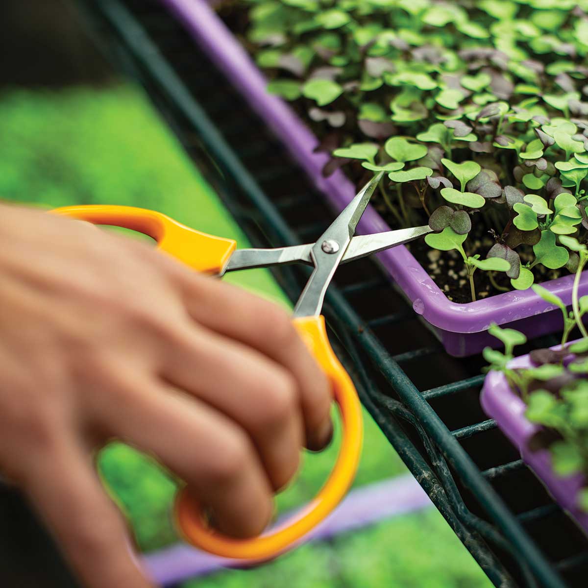 ARS Grape Scissors| 5 Pack