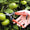 ARS 300L Needlenose Fruit Snips| 5 Pack