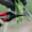 ARS 300L Needlenose Fruit Snips| 5 Pack