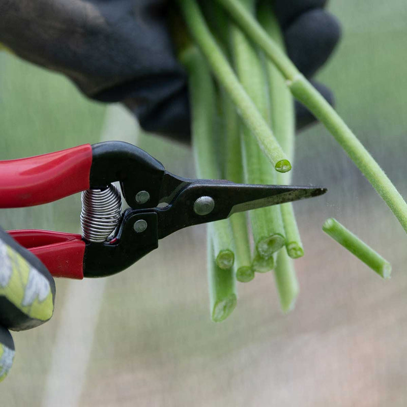 ARS 300L Needlenose Fruit Snips| 5 Pack