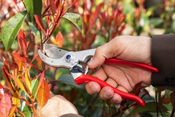 How to Sharpen Pruners
