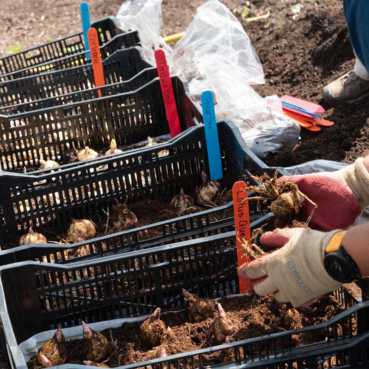 12" Wood Plant Markers | 250 Pack In Use+++12" Wood Plant Markers | 250 Pack In Use